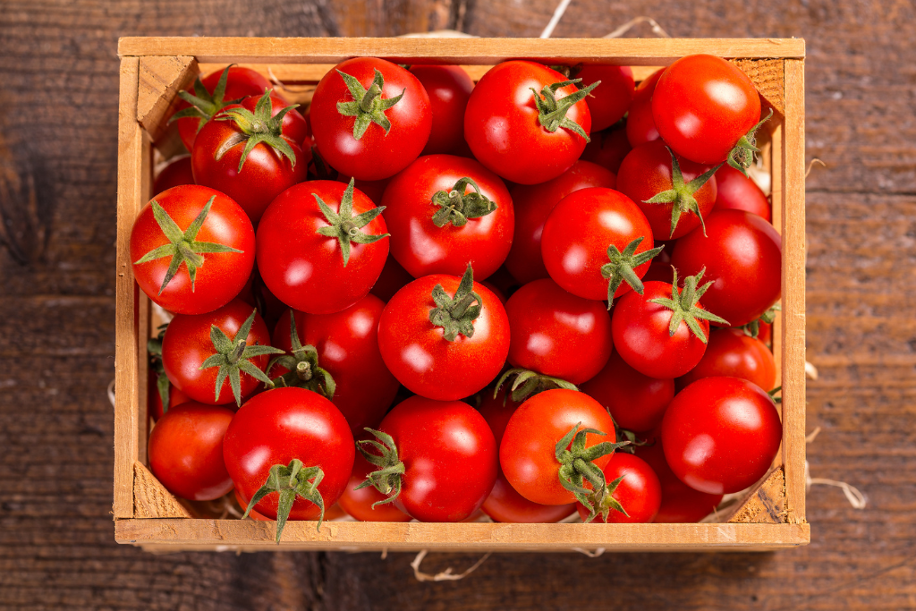 The Ultimate Guide to Planting Tomatoes in a Greenhouse