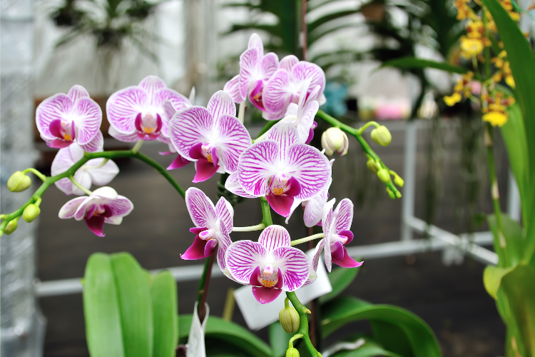 Growing Orchids in a Greenhouse