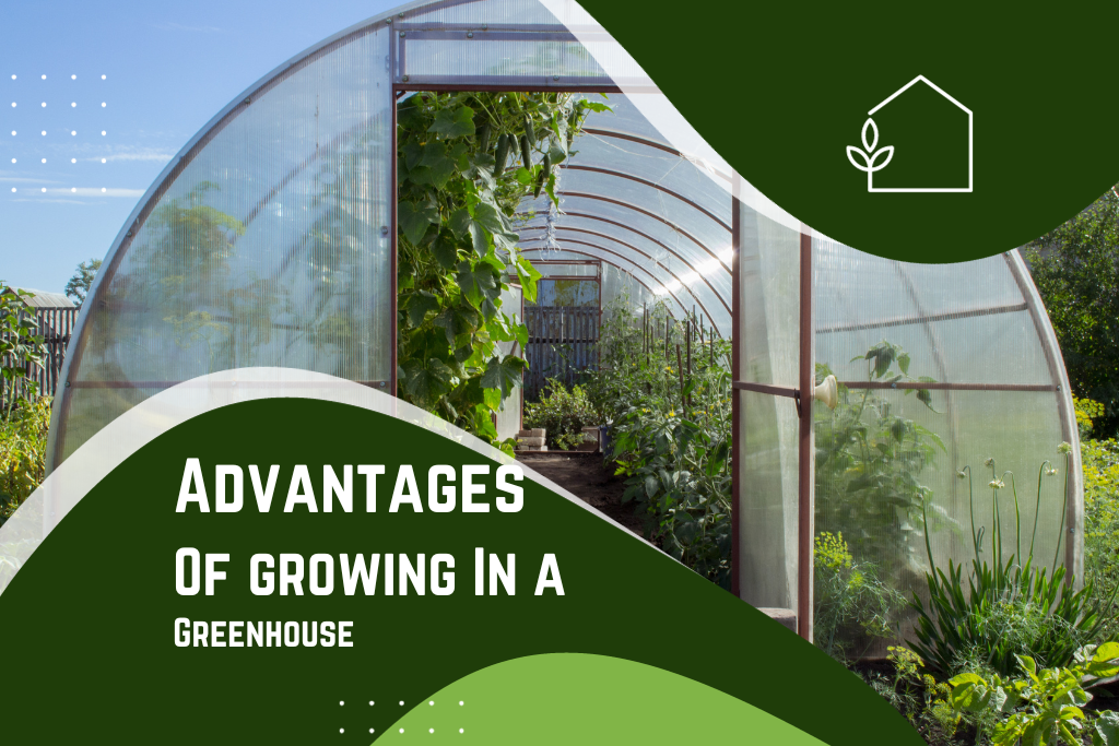 The Advantages of Greenhouses for Plant Growth