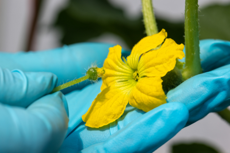 Methods for Pollinating Plants in a Greenhouse