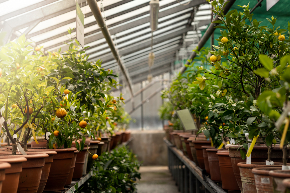Best Plants for Greenhouse Gardening