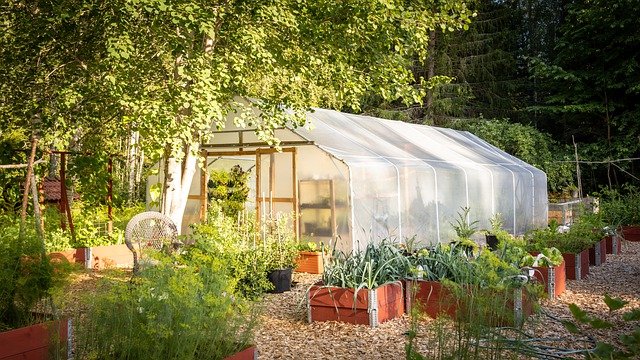 Best Summer Crops for Greenhouse Gardening