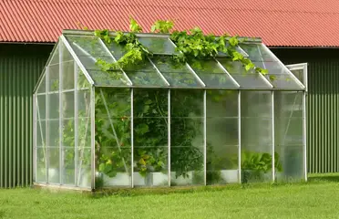 Best Summer Crops for Greenhouse Gardening