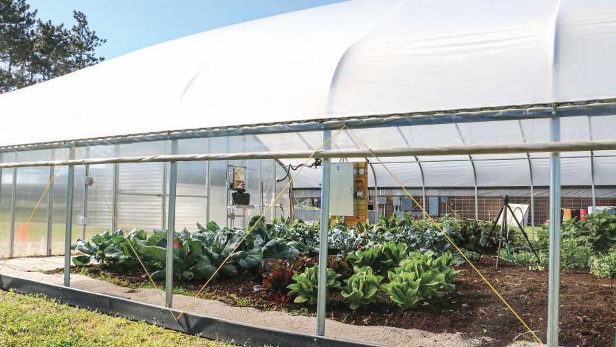 Effective Strategies for Greenhouse Ventilation