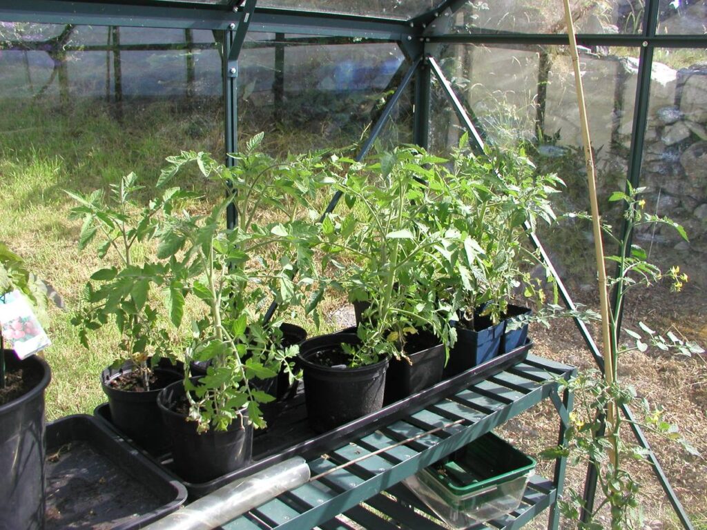 The Ideal Temperature for Growing Tomatoes in a Greenhouse
