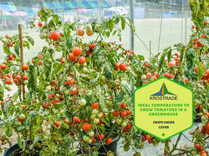 The Ideal Temperature for Growing Tomatoes in a Greenhouse