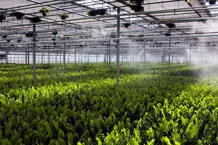 The Importance of Proper Watering for Greenhouse Plants