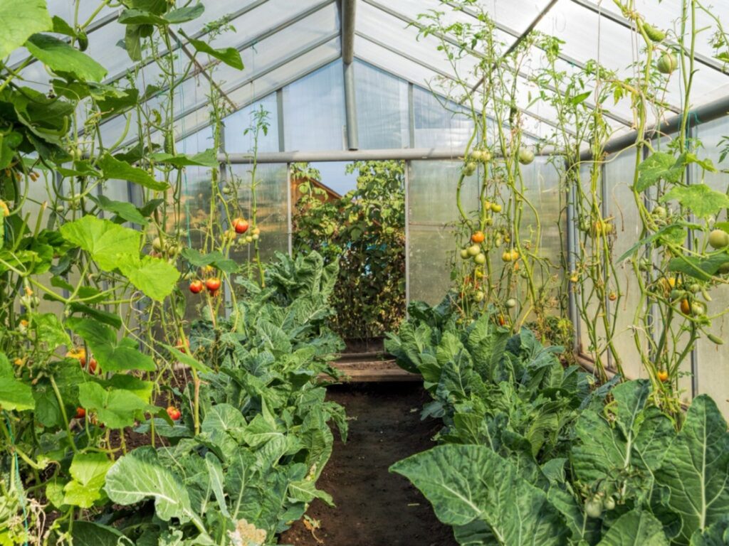 Tips for Preventing Pests and Diseases in Your Greenhouse