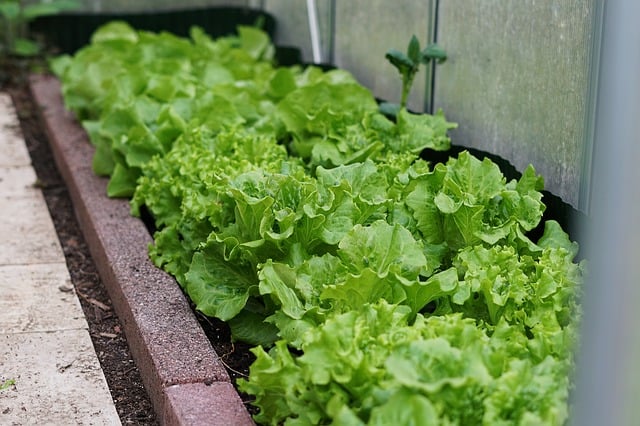 Top Vegetables to Grow in a Greenhouse