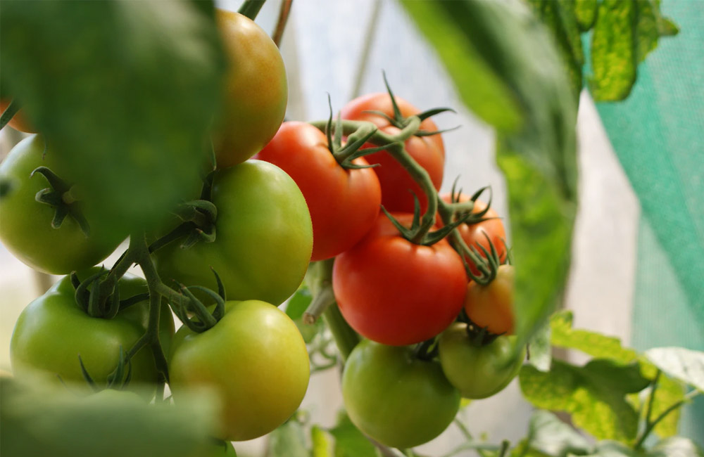 Top Vegetables to Grow in a Greenhouse