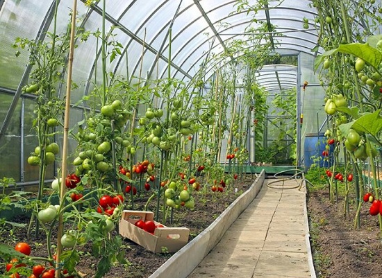 Using a Greenhouse for Year-Round Planting
