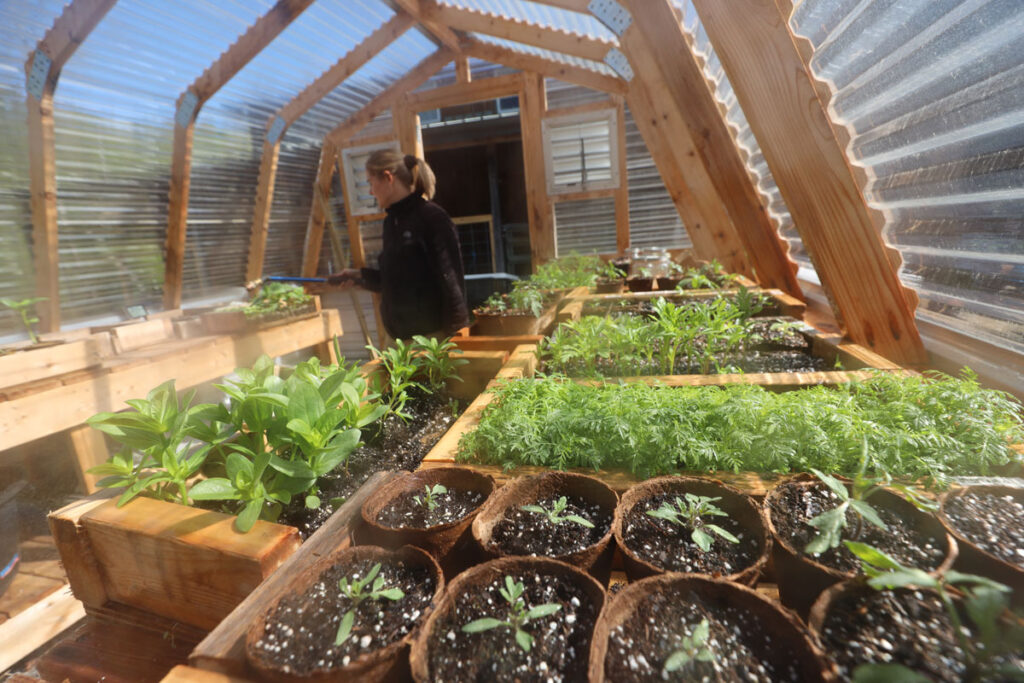 Using a Greenhouse to Overwinter Plants