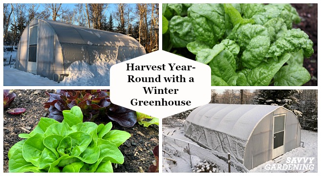 Using a Greenhouse to Overwinter Plants