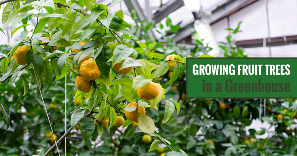 What Are the Best Fruits to Grow in a Greenhouse