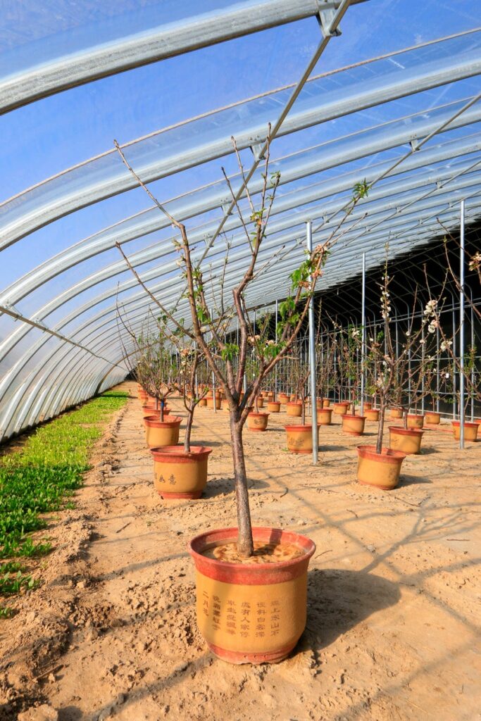 What Are the Best Fruits to Grow in a Greenhouse