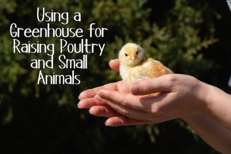 Using a Greenhouse for Raising Poultry and Small Animals