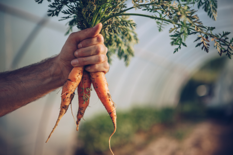 Top Varieties of Greenhouse Carrots for Optimal Growth