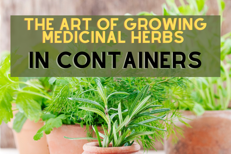the art of growing herbs in containers