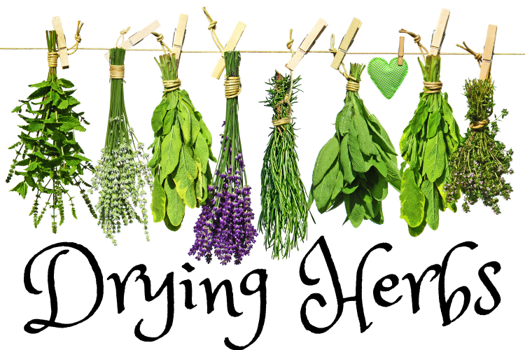 Drying Herbs