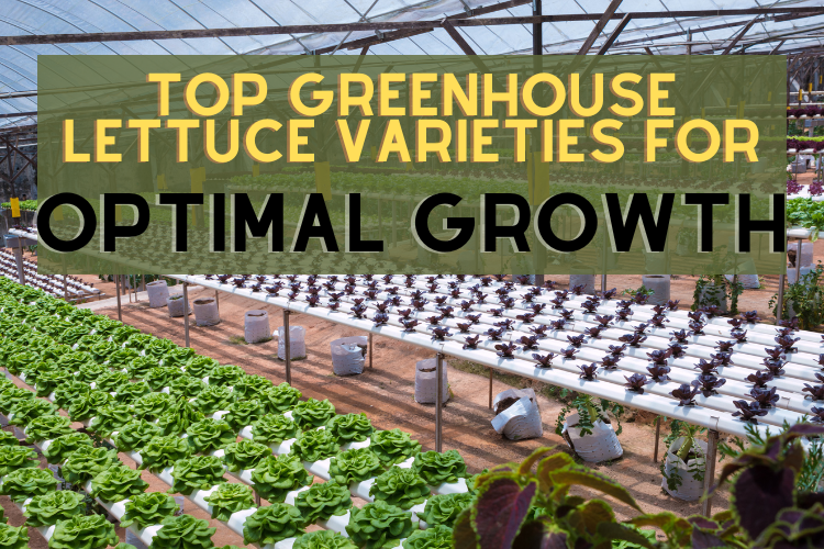 lettuce in greenhouse