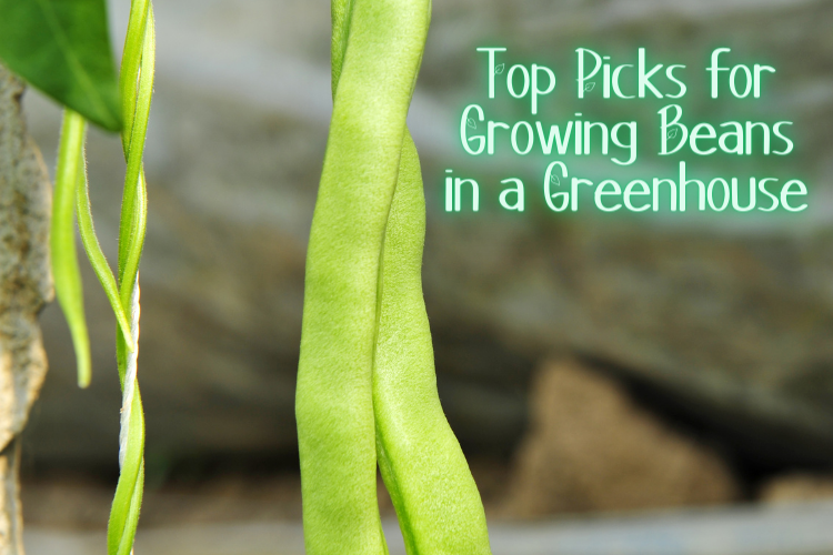 Top Picks for Growing Beans in a Greenhouse 