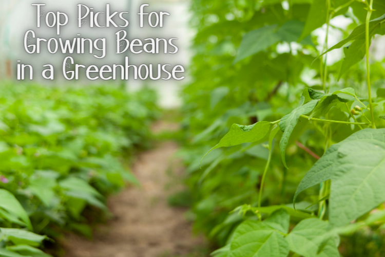 Top Picks for Growing Beans in a Greenhouse 