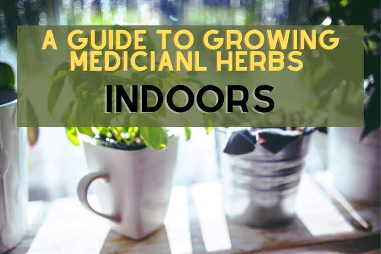 A Guide to Growing Medicinal Herbs Indoors