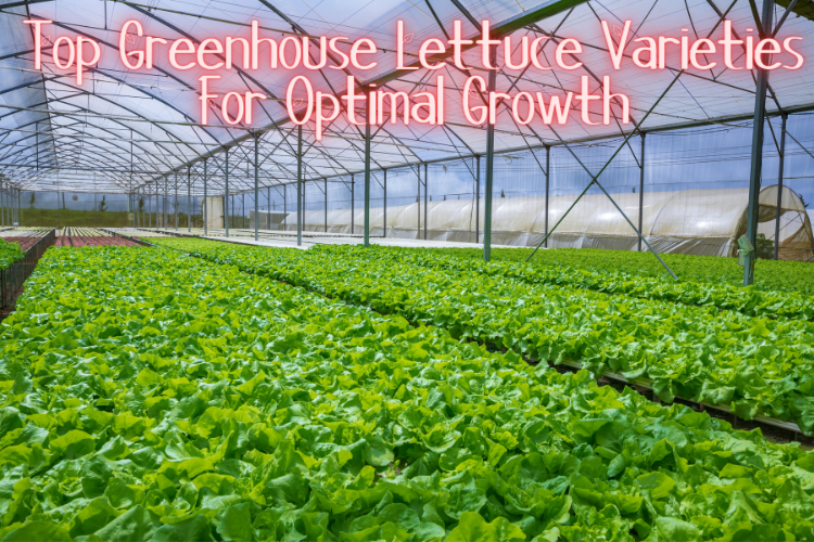 Top Greenhouse Lettuce Varieties for optimal growth