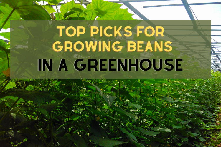 Top Picks for Growing Beans in a Greenhouse