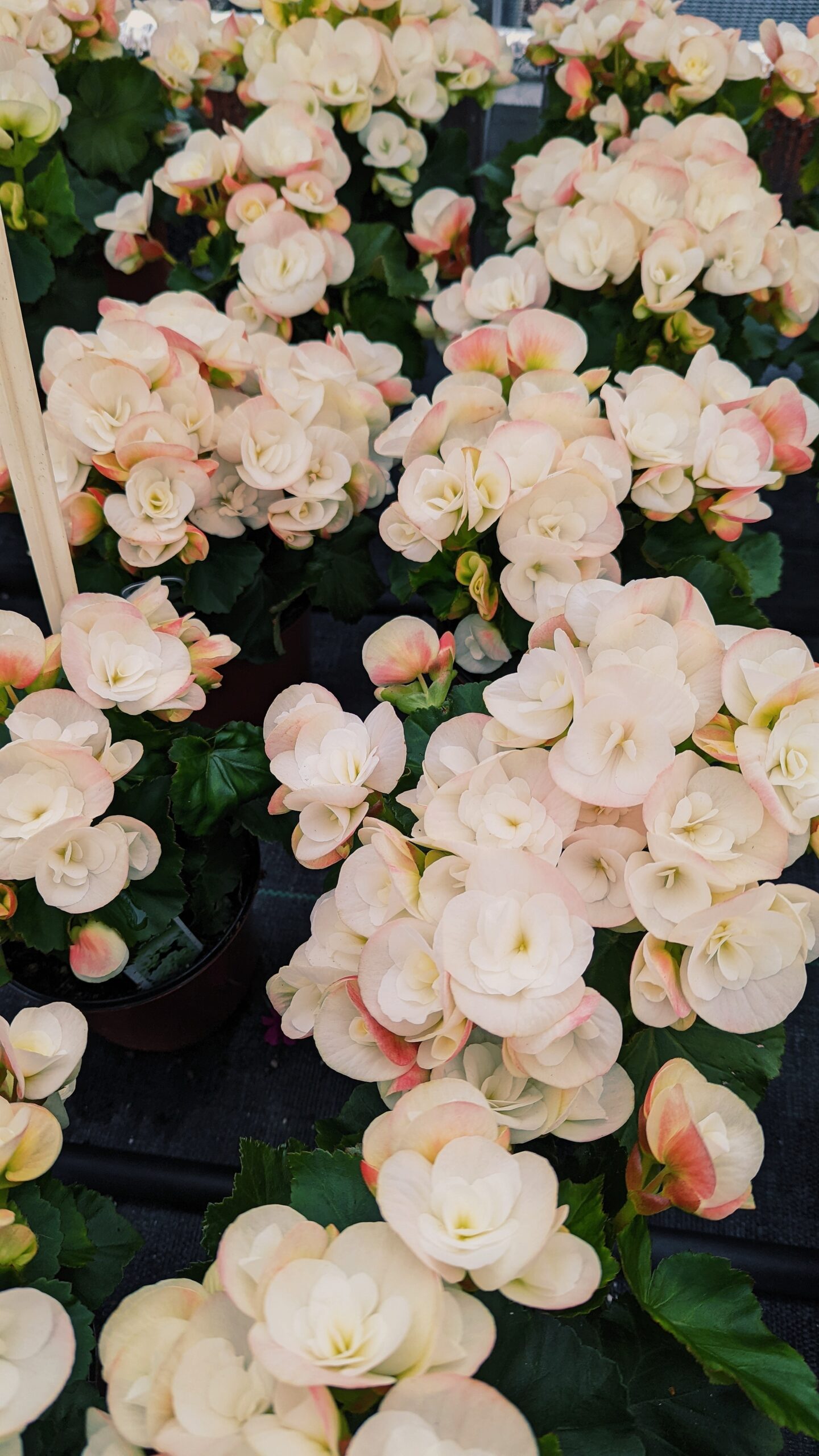 The Most Beautiful Greenhouse Flowers for Cut Arrangements