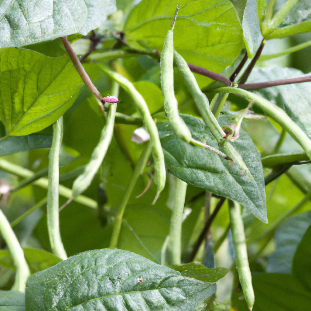 Top Picks for Growing Beans in a Greenhouse