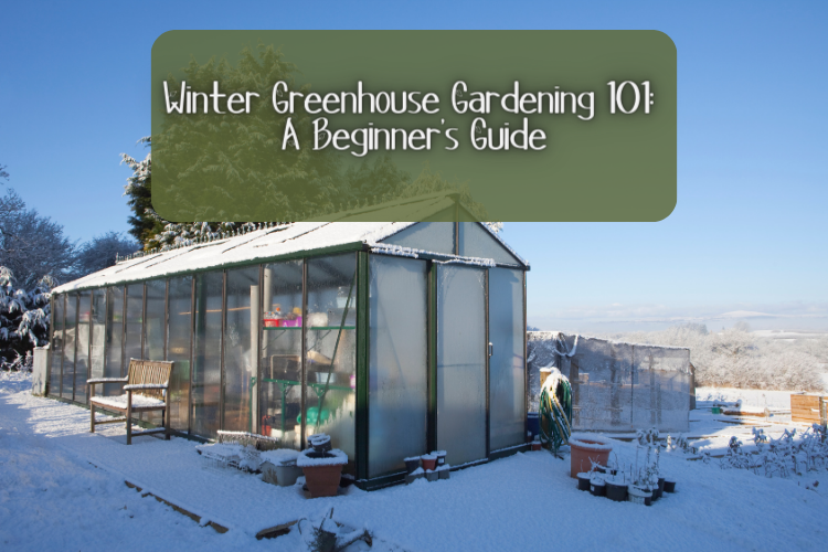 Winter Greenhouse Gardening 101: A Beginner's Guide
