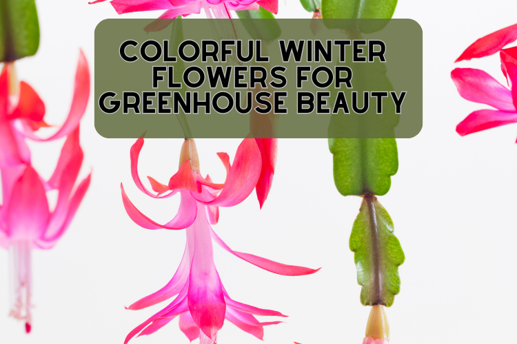 Colorful Winter Flowers For Greenhouse Beauty