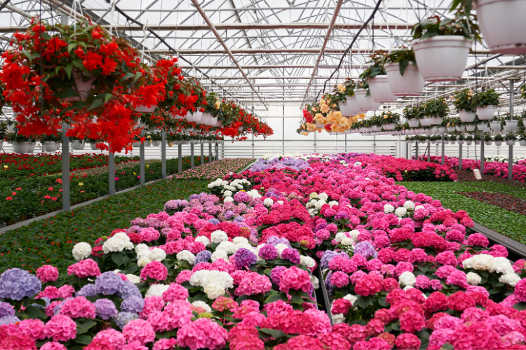 Colorful Winter Flowers For Greenhouse Beauty
